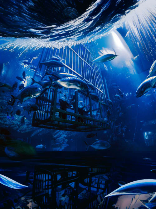 Dubai Aquarium & Underwater Zoo